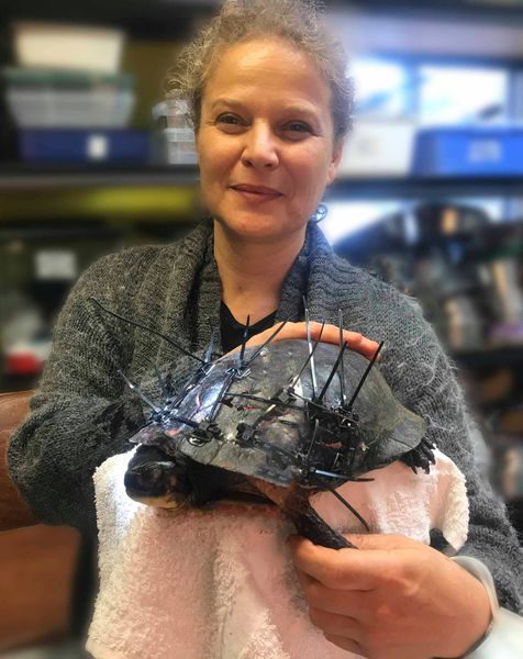 Saving Grace and researching roads to help area turtles » Minden Times - Vimarsana News